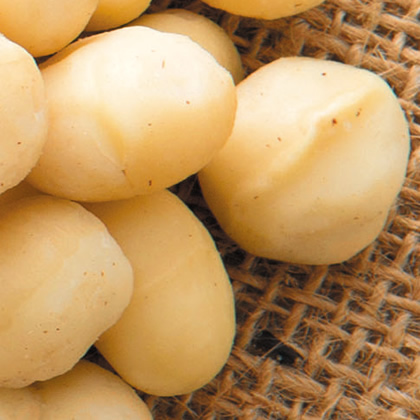 マカデミアナッツ